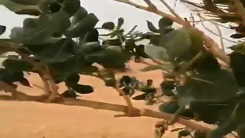 بالفيديو.. استشاري يوضح خطورة شجرة العْشَر: "قد تُسبب فقدان النظر"