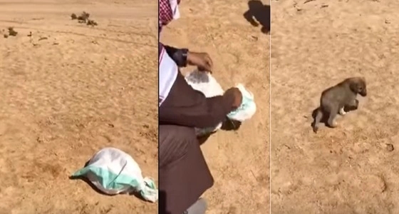 بالفيديو..مواطن ينقذ " جراء " صغيرة من الموت بالقريات