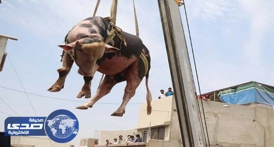 بالصور.. باكستاني يستعين برافعة لإنزال الأضاحي من سطح منزله