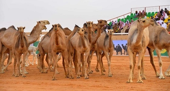 أسماء الفائزين بجائزة الملك عبد العزيز لمزايين الإبل