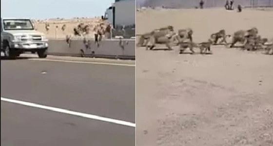بالفيديو.. " الحياة الفطرية " توضح حقيقة عبور القرود لطريق المدينة – مكة