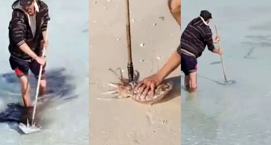بالفيديو.. لحظات اصطياد حبار من البحر