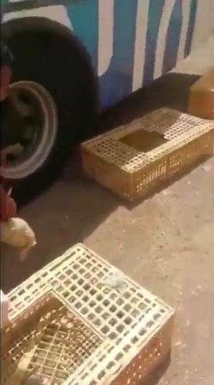 بالفيديو.. مواطنو روسيا يحتفون بزيارة خادم الحرمين على طريقتهم