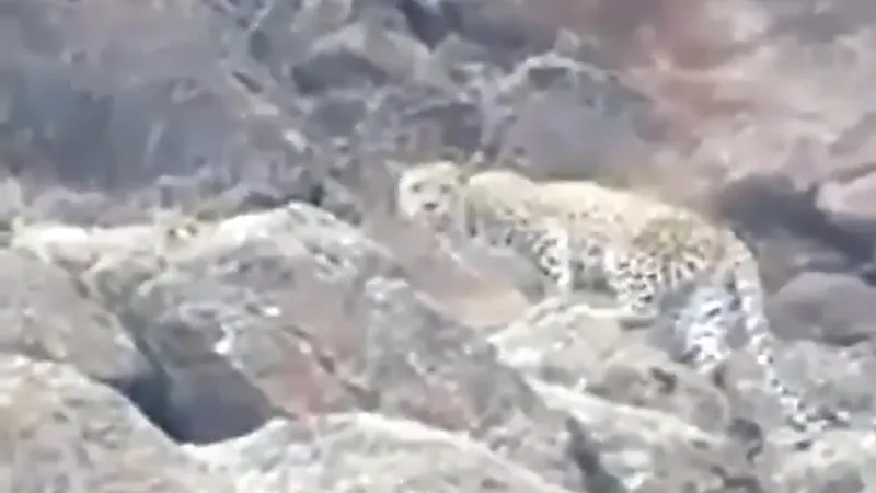 بالفيديو.. نمر عربي يتجول بقمم جبال رضوى في ينبع