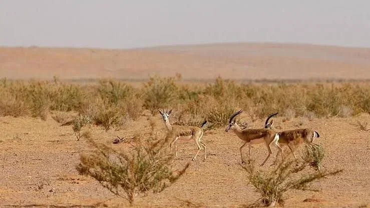 ضبط 5 مخالفين لارتكابهم مخالفتي قطع مسيجات ودخول محمية دون ترخيص