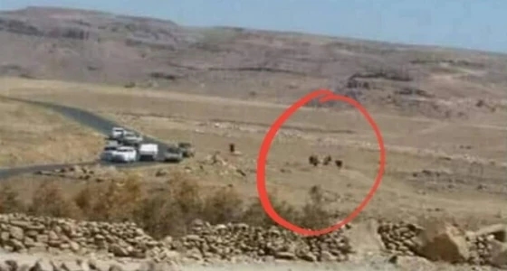 بعد اغتيال صالح.. صورة جديدة تظهر مركبات الحوثيين