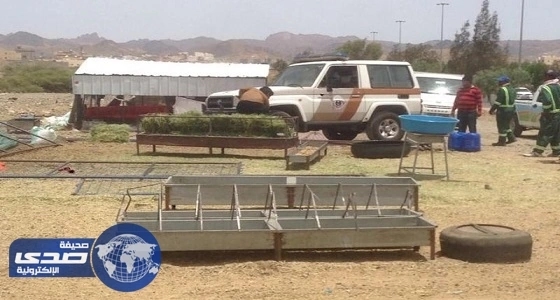 بالصور.. إزالة أحواش مخالفة على مساحة 9 آلاف متر بدائري الطائف