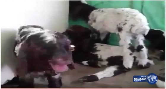 انخفاض أسعار الأغنام بنسبة 40%