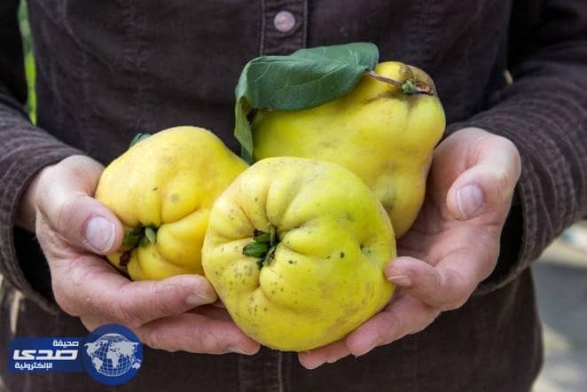 بالصور.. للرجال .. هذه الفاكهة تٌزيد القدرة الجنسية