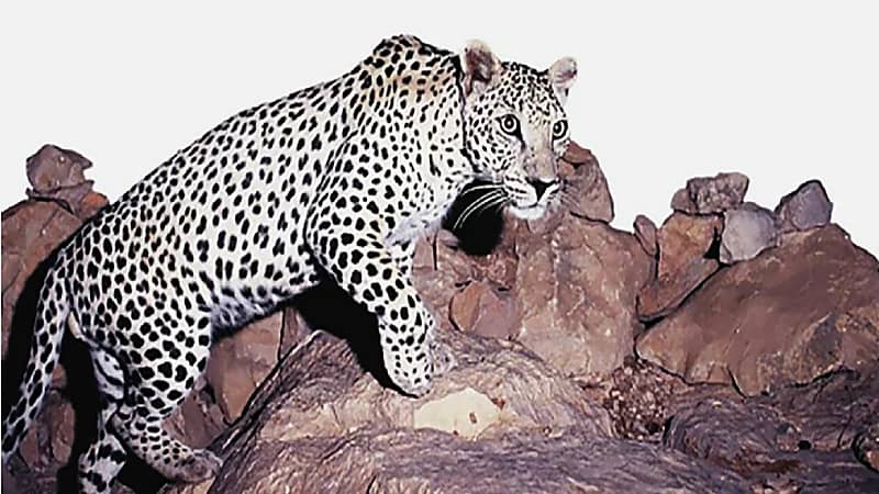 تفاصيل جديدة بشأن اللائحة التنفيذية للاتجار في الكائنات الفطرية