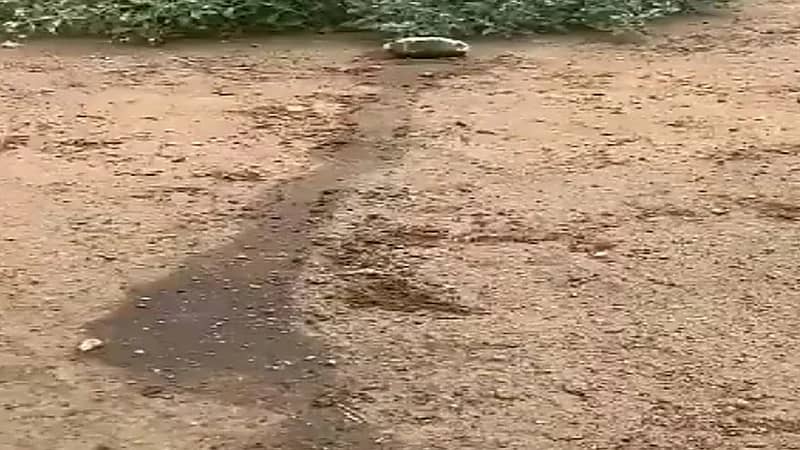 باحث يوضح "هل صب الديزل يمنع وصول العقارب والأفاعي للمخيمات ؟"