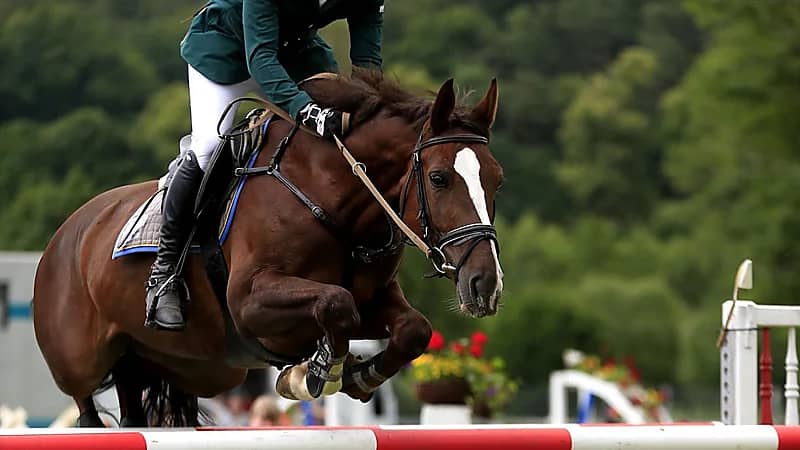 بالفيديو .. أول مواطنة تفوز في بطولة كأس المملكة العالمي للخيل