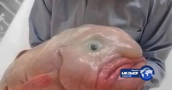 «الثروة السمكية» يبحث أسباب نفوق «الضلعة» بالشرقية