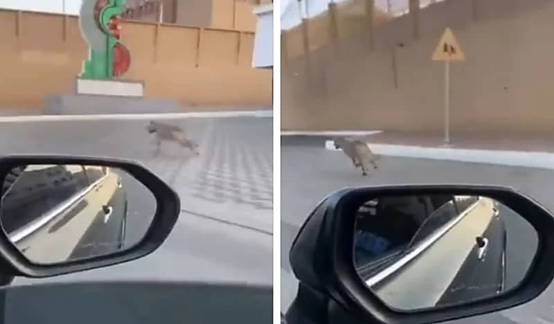 شاهد.. ضبع يتجوّل في شوراع المجاردة