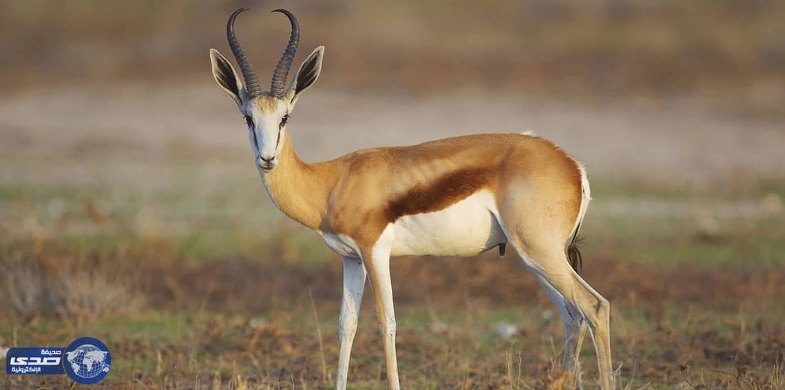 بالفيديو.. ظبي يقاتل قطيعًا من الكلاب رغم خروج أحشائه