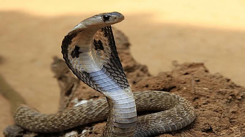 القبض على شاب لجأ مرتين للأفاعي لقتل زوجته