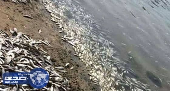 الأرصاد تكشف حقيقة رصدها لحالات نفوق أسماك بسواحل المملكة