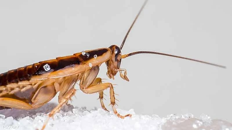 اليابان تبحث عن ناجين الكوارث بواسطة الصراصير