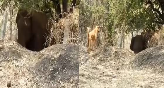 فيديو مثير لكلب يطارد فيلا حاول سرقة المحاصيل