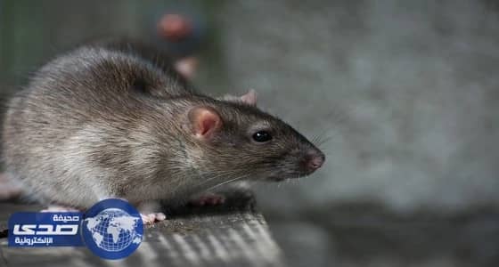 علماء أمريكيون ينجحون في تسجيل الكوابيس لدى الفئران