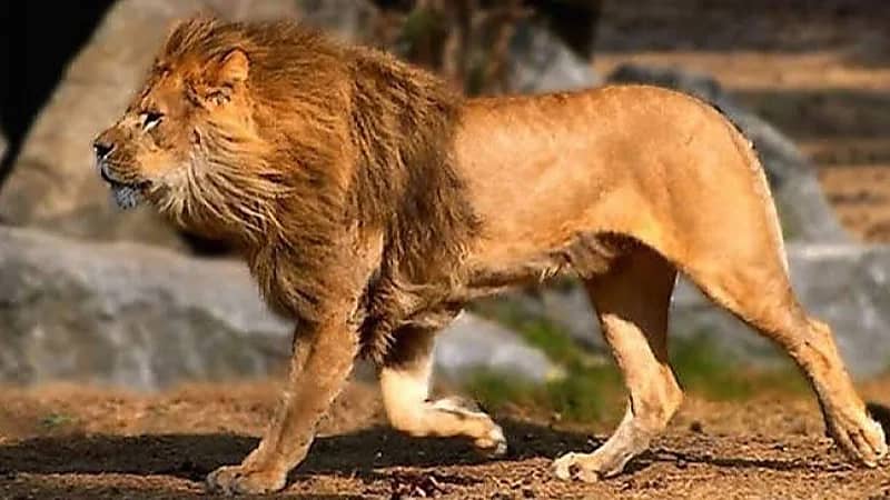 بالفيديو.. أسد مفترس يتجول في شوارع الكويت