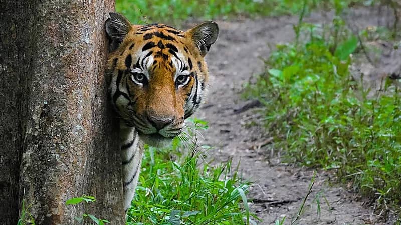 200 شخص يشاركون في قتل نمر التهم امرأة وابنها