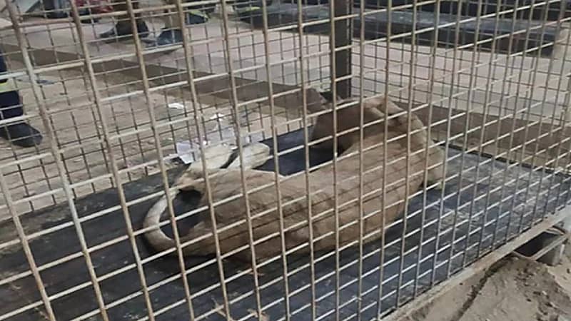 تفاصيل السيطرة على أسد طليق في أحد أحياء الرياض