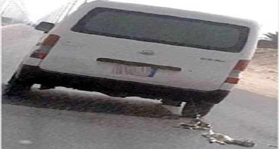 زراعة الأحساء تطارد سائق سحل قطتين في الشارع