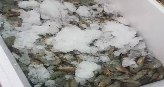 أمانة الطائف تضبط 29 مخالفة في سوق الأسماك