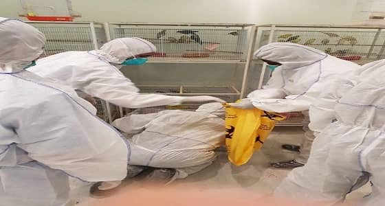 بالصور .. أمانة المدينة تطهر محل لطيور الزينة من إصابات الإنفلونزا