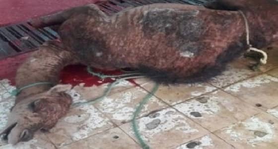 بالصور.. بلدية المجاردة تغلق محل بعد اكتشاف جمل مصاب بالجرب