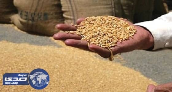 الزراعة المصرية تكشف تلوث شحنة قمح فرنسي ببذور الخشخاش