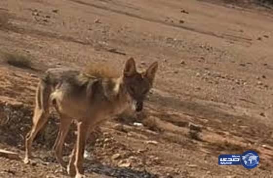 مطار الملك عبد العزيز يجهز 14 صالة لمغادرة الحجاج