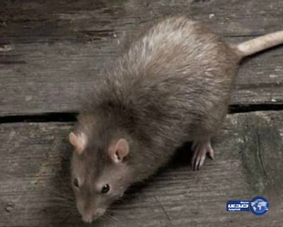 أمير مكة يشكر خادم الحرمين بمناسبة الانتهاء من مشروع تهيئة بئر زمزم