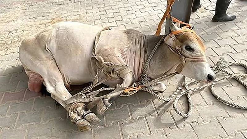 "ثور" يقتحم جامعة في الكويت