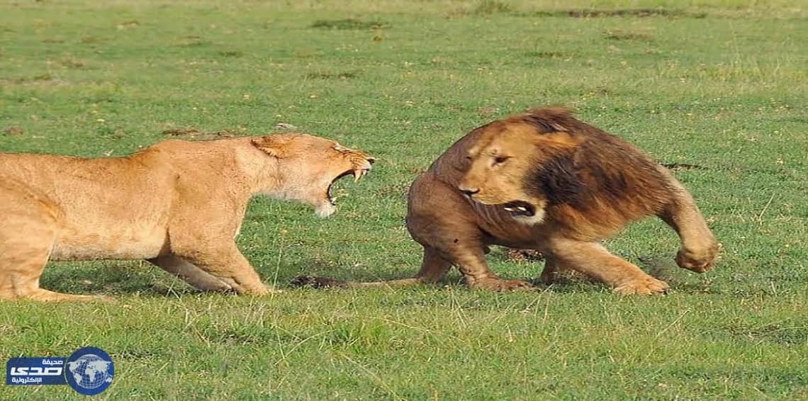 بالصور.. لبؤة تعقر وجه أسد حاول معاكستها