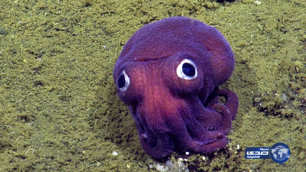 اكتشاف حبارا يشبه البوكيمون بساحل كاليفورنيا