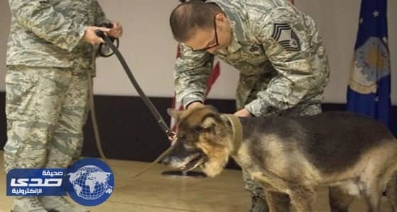 ⁠⁠⁠⁠⁠قاعدة إنجيرليك التركية تكرم كلبا تقاعد عن العمل