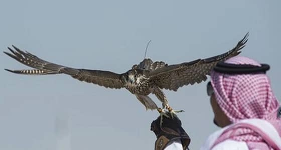 قطر في المغرب.. محميات في أماكن قريبة من جبهة البوليساريو