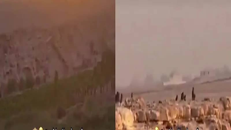 قرود تخطف الأنظار في الرياض.. فيديو