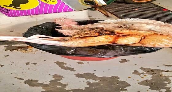 بالصور.. إعدام ذبيحة مصابة بالجدري بنجران