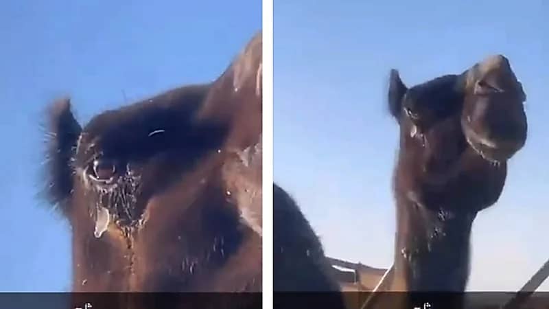 دموع الإبل تتجمد في حائل .. فيديو