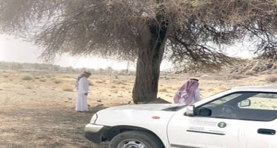 بعد العبث بها بغرض الاحتطاب.. استنفار بعقيق لإنقاذ شجرة طلح معمرة