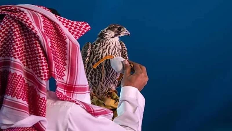 نادي الصقور يوضح آلية تراخيص طرح الصقور المشاركة في المزاد