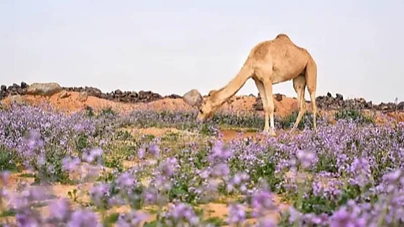المسند: بقي على الحميمين 19 يومًا والربيع كذلك