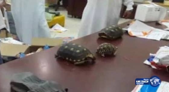 بريد المدينة يكتشف 4 سلاحف حية مرسلة في طرد من هونغ كونغ