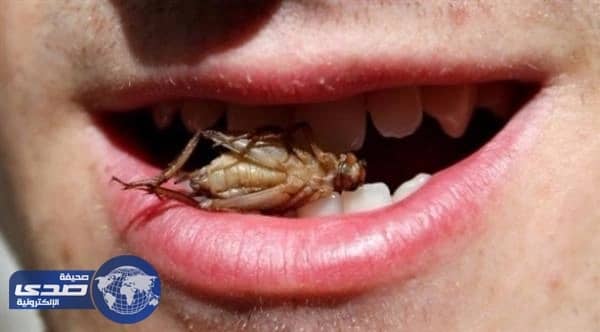 " الصراصير المقرمشة " على قائمة شركة بلجيكية جديدة