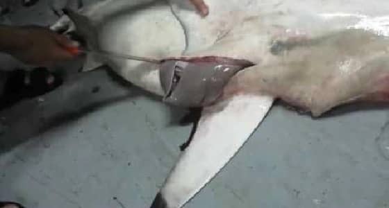 بالفيديو.. أنثى قرش نافقة تلد 95 سمكة