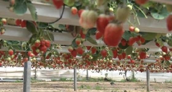 تصدير أول شحنة فراولة من قطاع غزة إلى الكويت