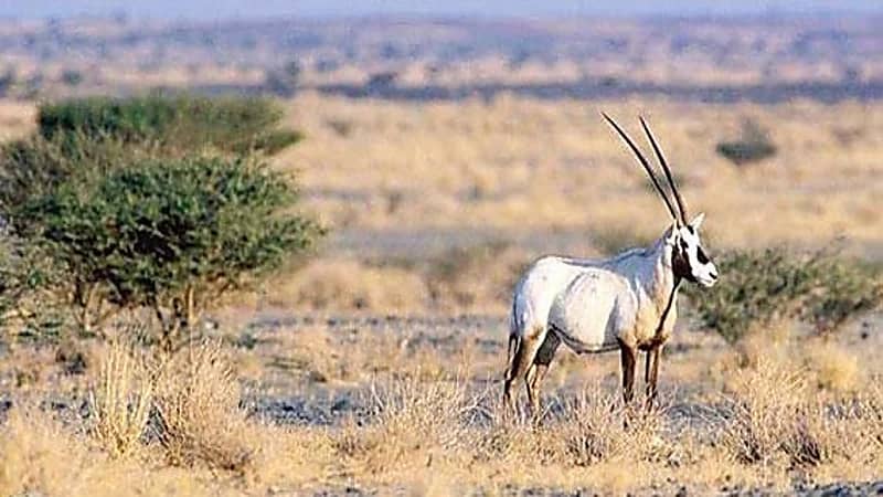 تنمية الحياة الفطرية: صيد الحيوانات البرية محظور حالياً